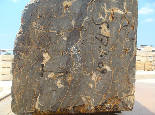 Colonial Coral Saw Cut