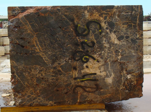 Colonial Coral Saw Cut