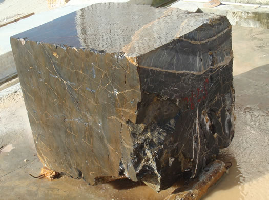 Golden Coral Saw Cut